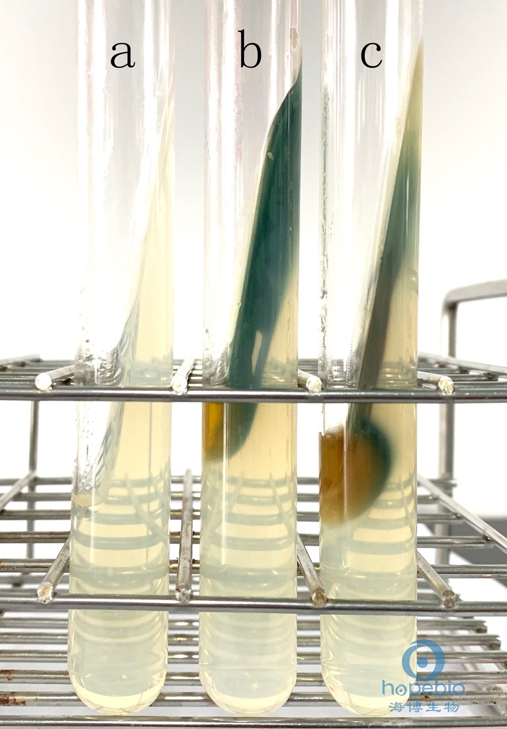 普通变形杆菌有哪些,为什么奇异变形杆菌那么难治