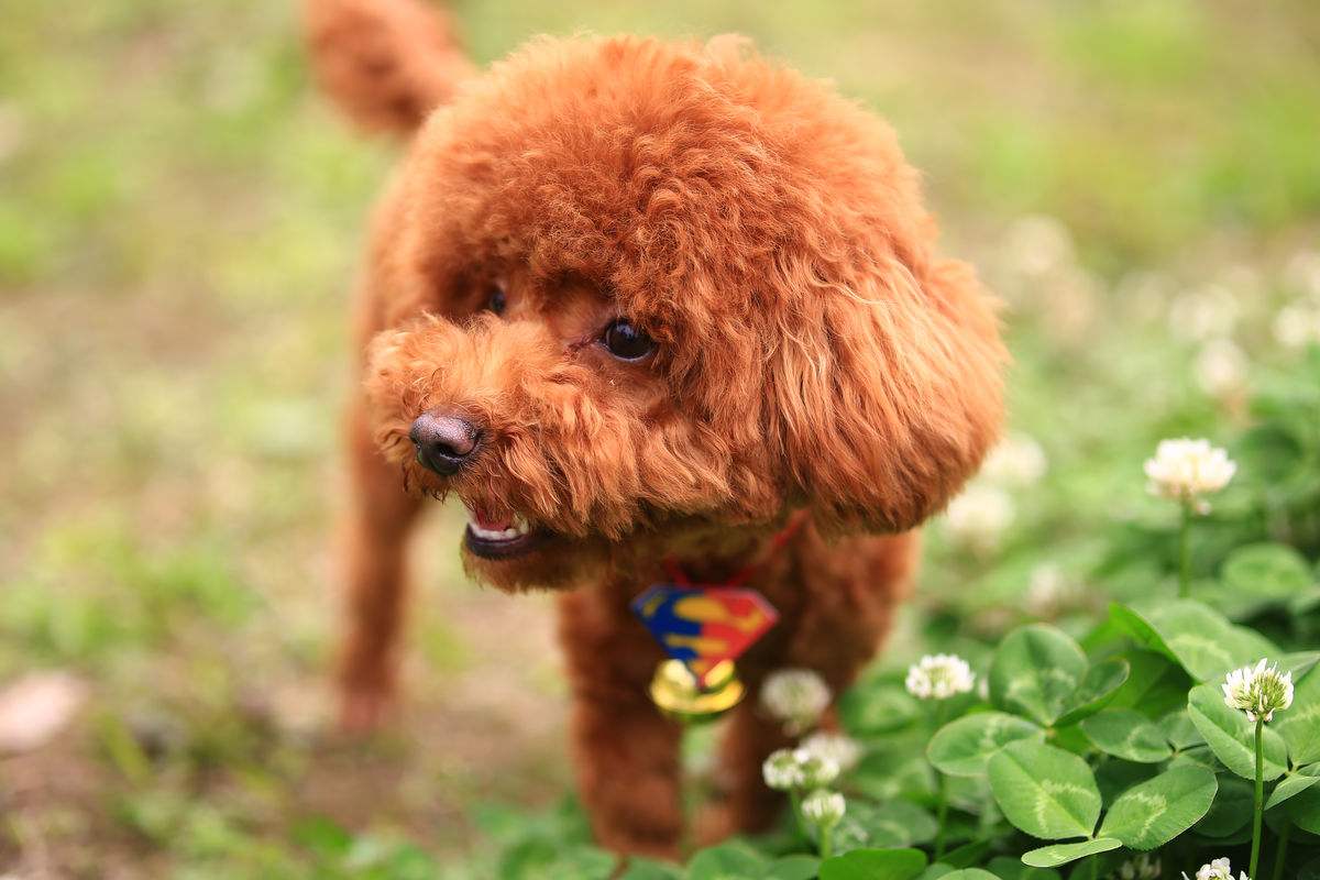 饲养泰迪犬对人好不好,饲养泰迪犬的9大致命错误
