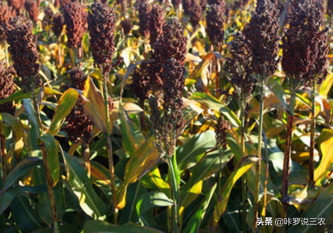 高粱得了黄蚜用什么药,高粱根蚜的防治方法