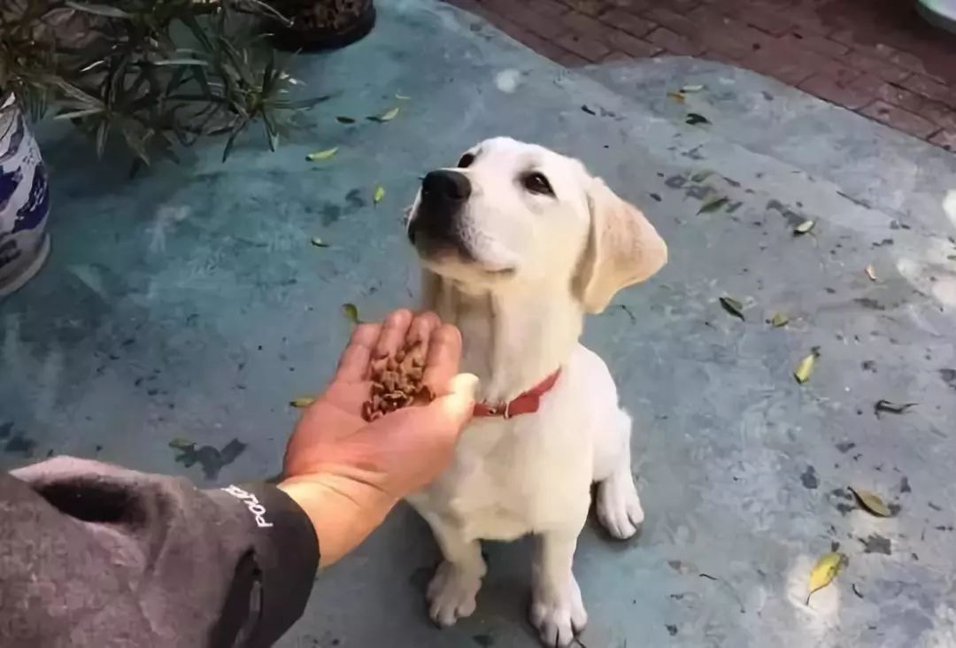 狗狗突然吃不下饭还吐怎么办,狗狗老是呕吐一小口没消化的食物