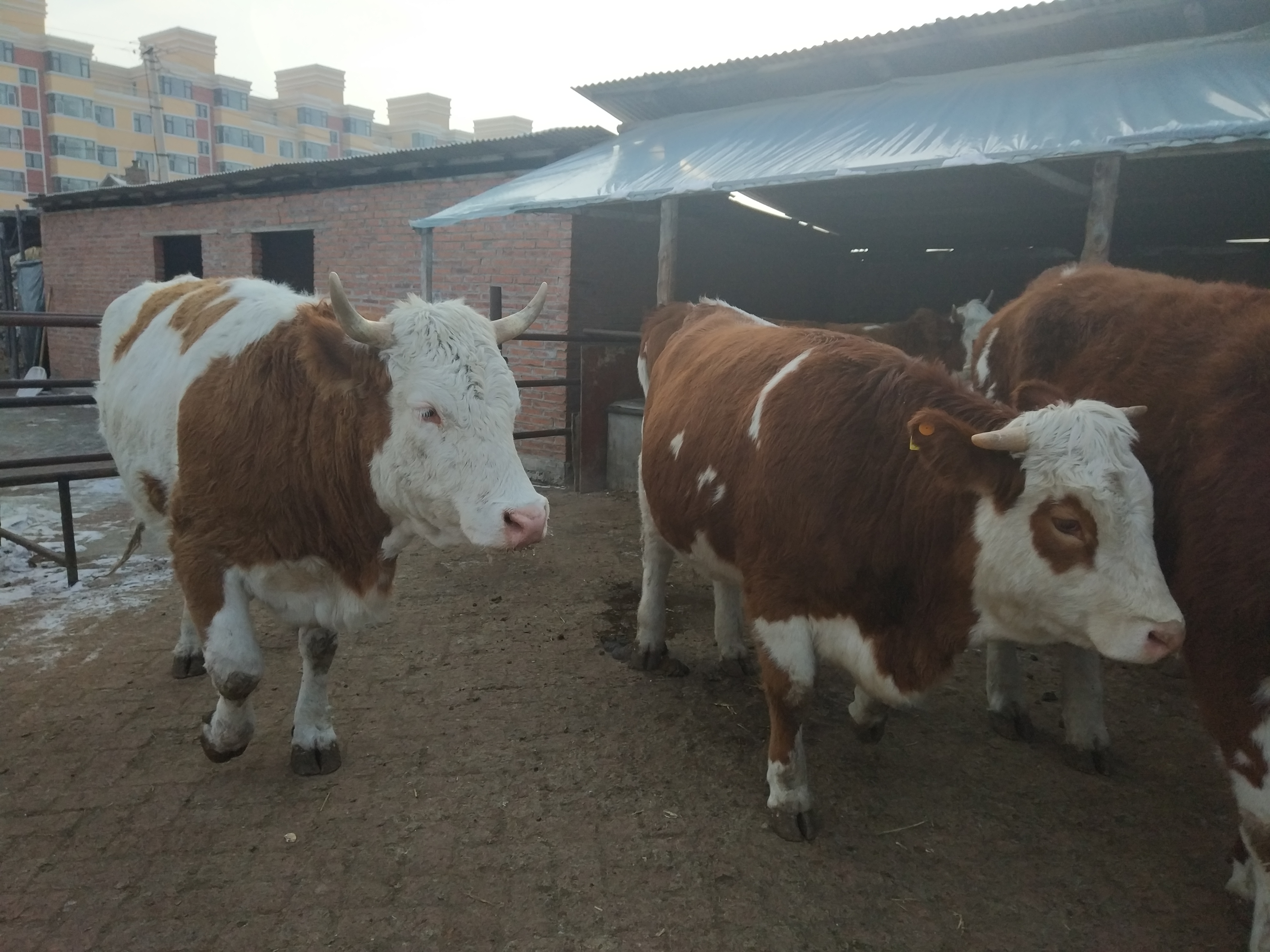 养牛南方到了冬天怎么办,牛舍冬天气温多少合适养牛