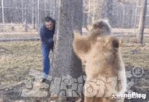 搞笑动图gif图片哪里下载,搞笑动图gif狗