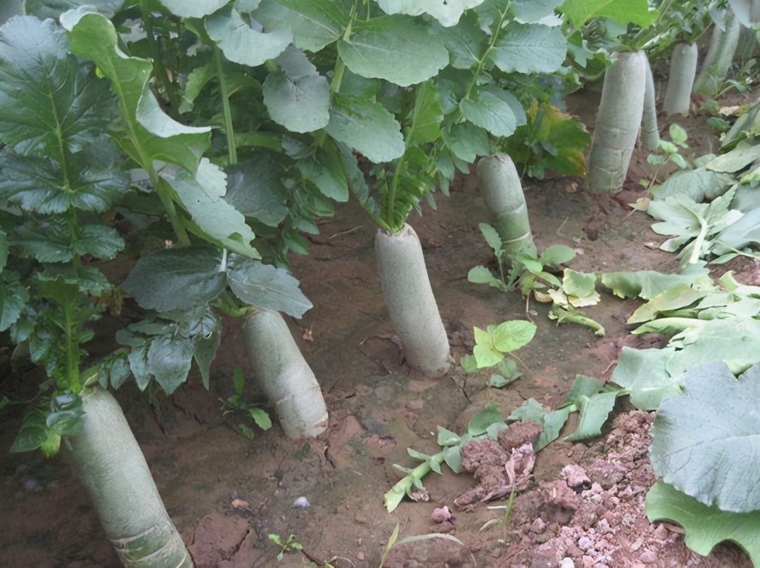 春青萝卜露地种植时间和管理方法,冬季露地青萝卜生长周期