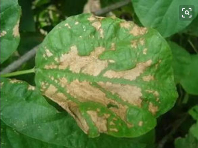 农作物药害处理办法,如何正确诊断农作物药害