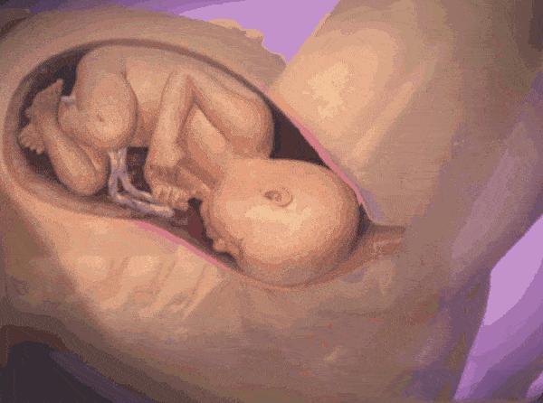 孕妇胎儿动图,3d动图视频怎么做