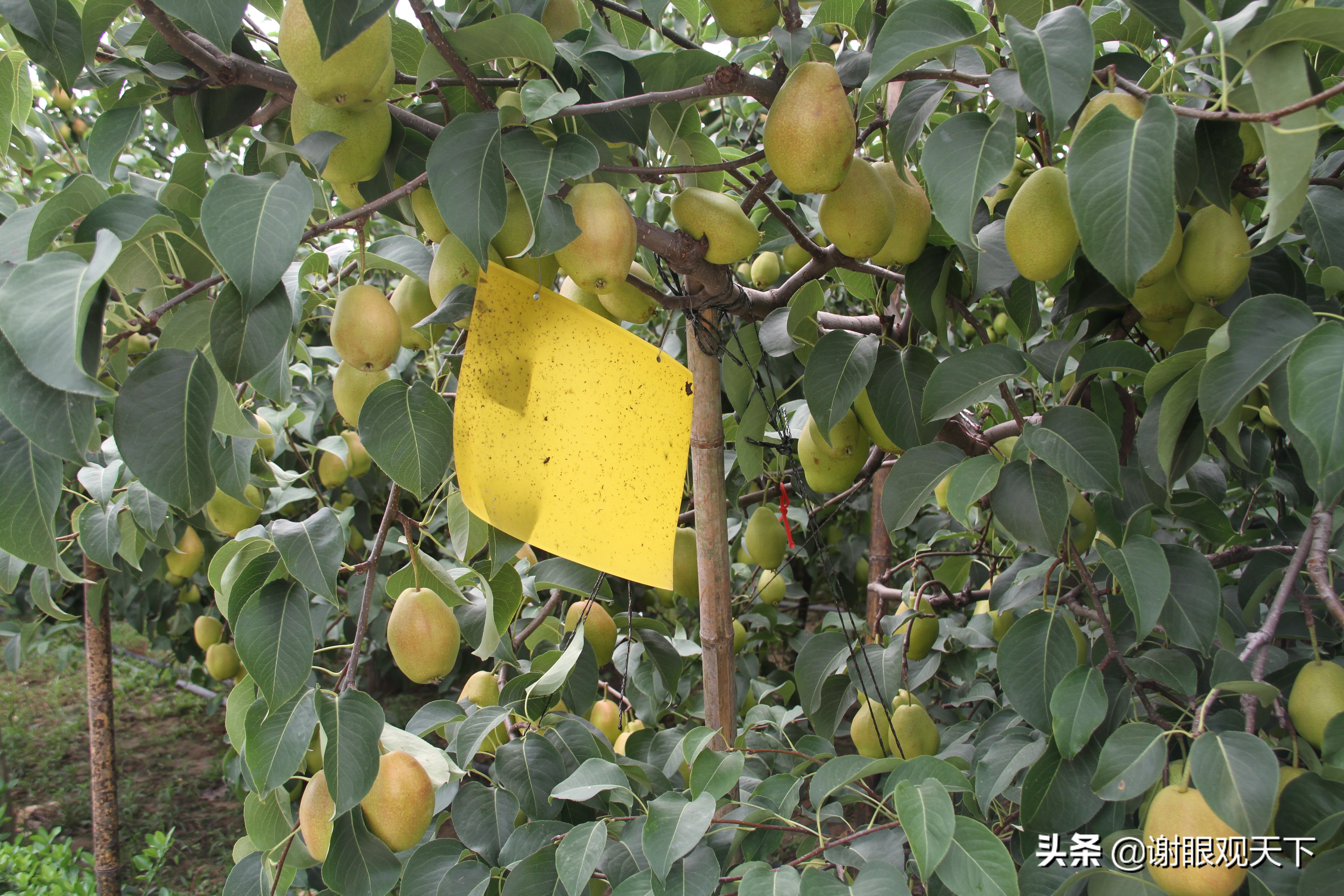 翘指齐赞嘉施利助力梨农品质高