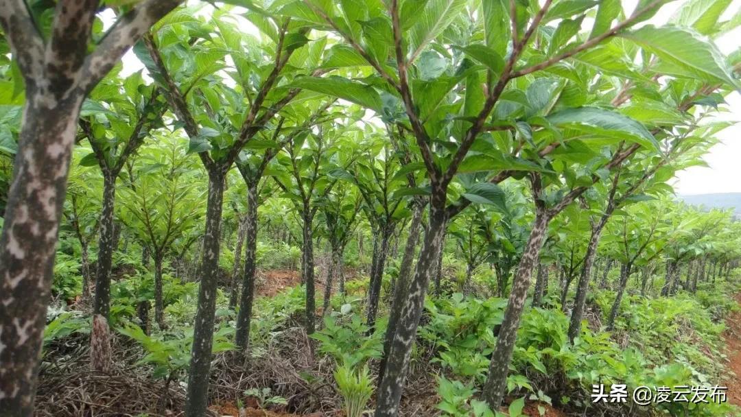 【古府墨香】最喜欢凌云魔芋豆腐