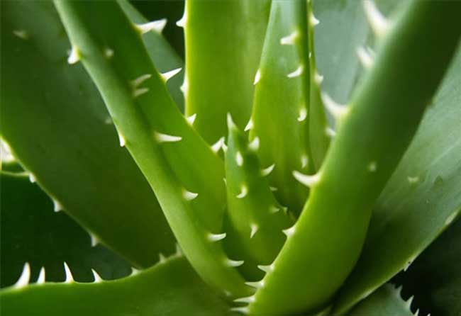 什么花在室内除甲醛效果最好,新装修的房子养什么花除甲醛