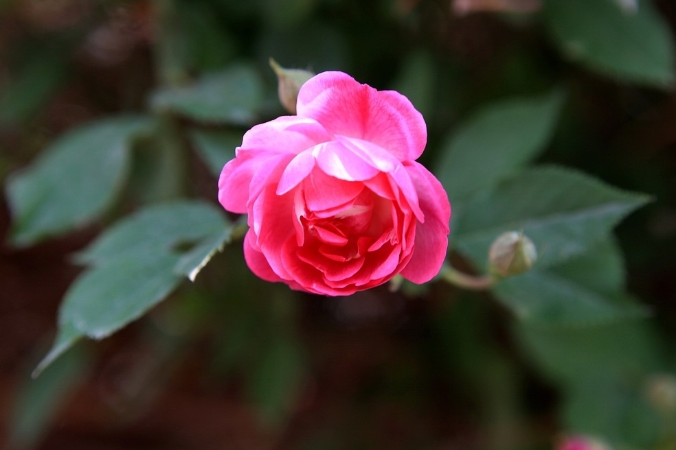 最好看的玫瑰产于哪国,哪国玫瑰最出名