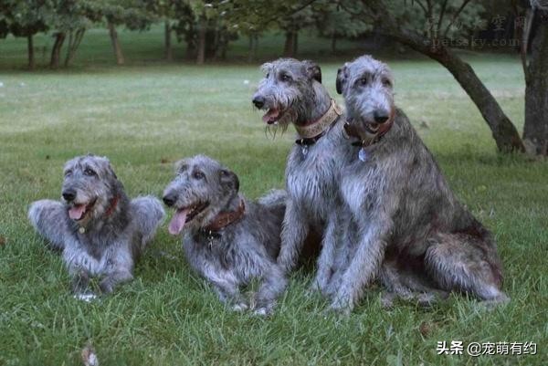 最好看的苏俄猎狼犬,爱尔兰猎狼犬有多猛