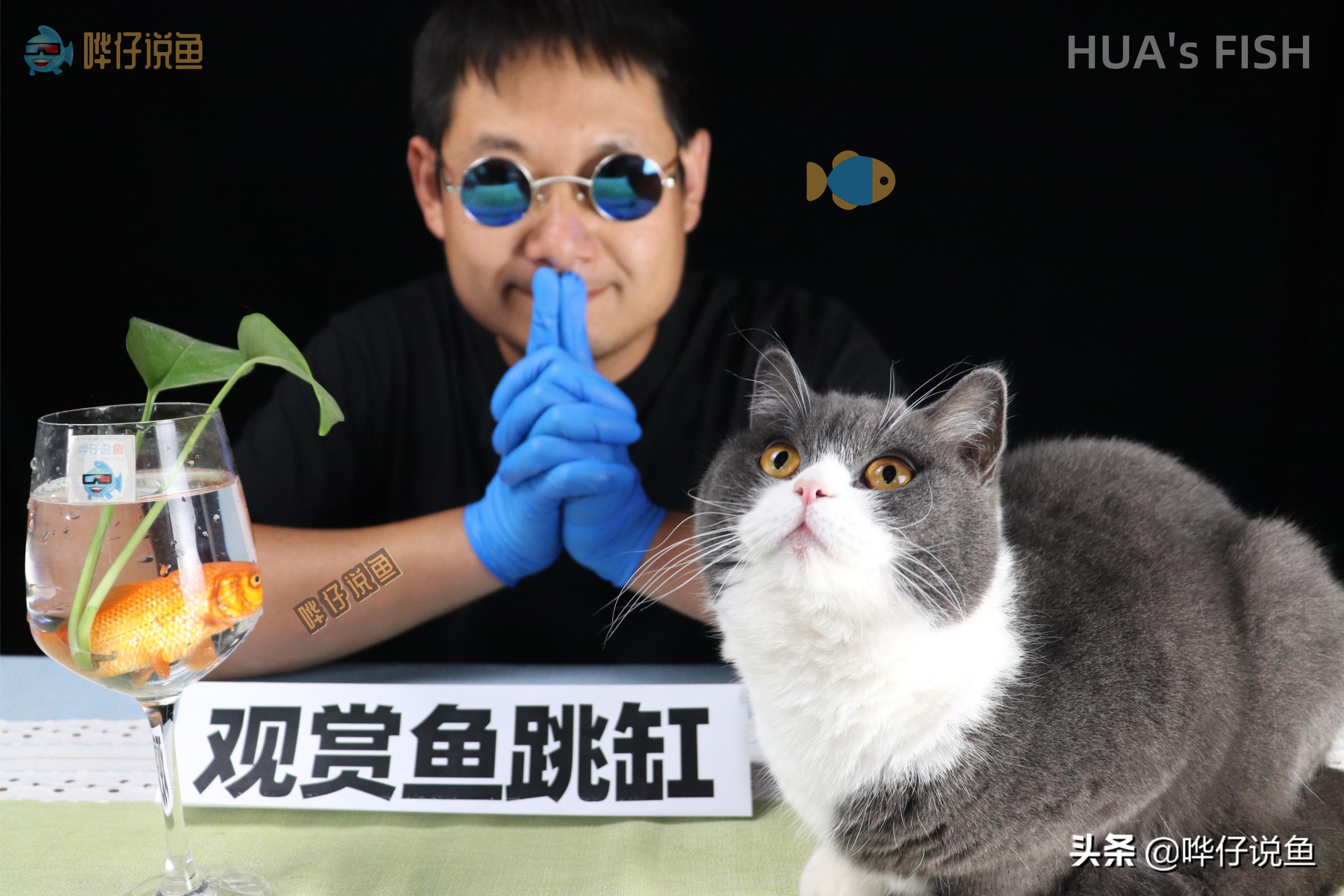 观赏鱼跳缸怎么解决,刚买回来的锦鲤跳缸是怎么回事