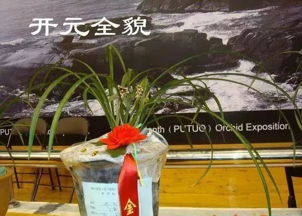 中国兰花的鉴赏标准,中国兰花特征介绍