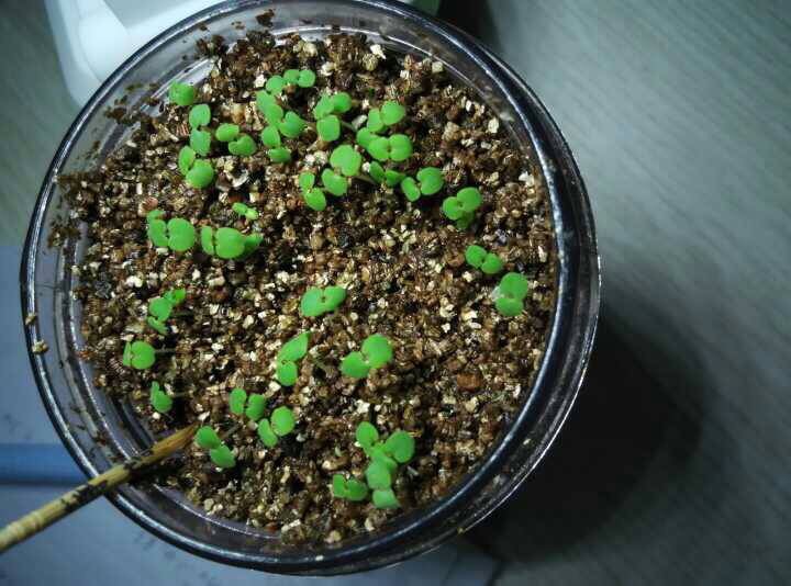 薄荷没香气，“三动作”虐一虐，憋嫩芽冒白根，清香宜人小半年