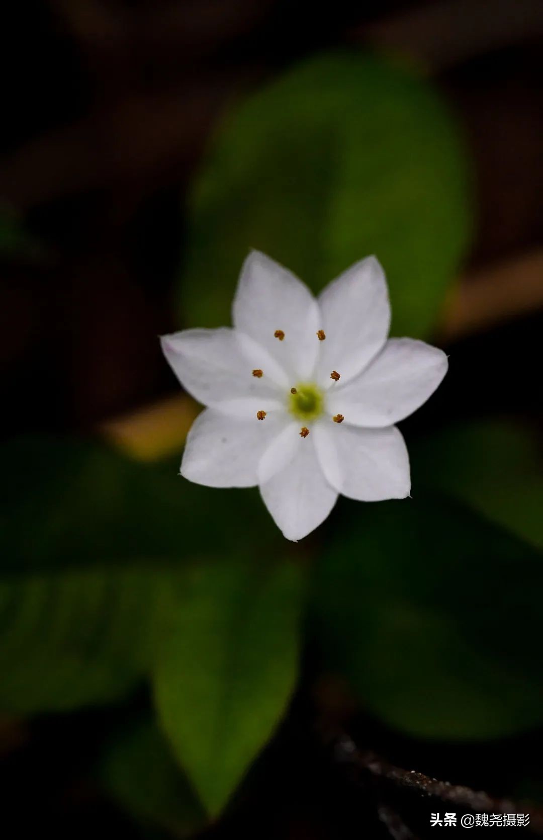 各个季节的野生兰花,北京百花山野生兰花图片