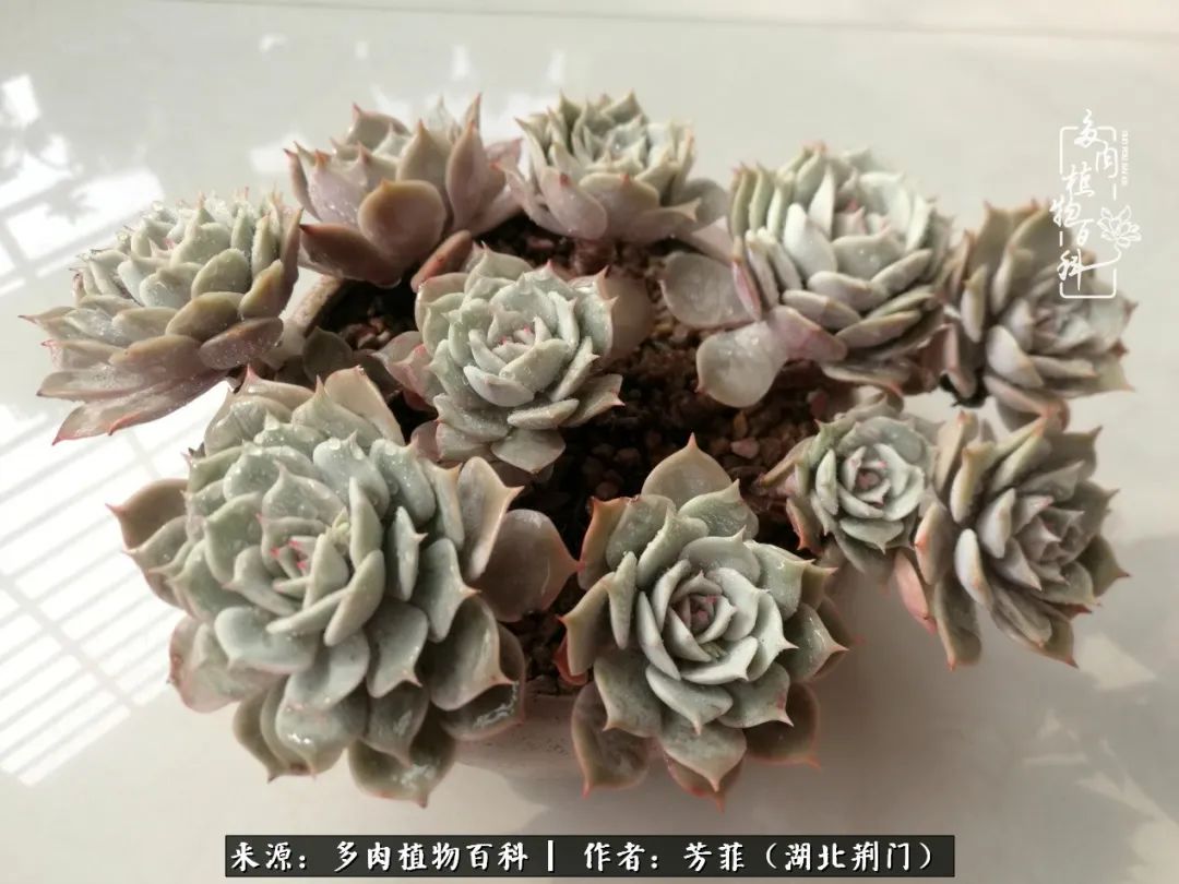 我的桃源：多肉之美，日甚一日，年胜一年