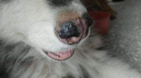 冬天到了狗狗鼻子容易干，注意了！这是狗狗生病的前兆