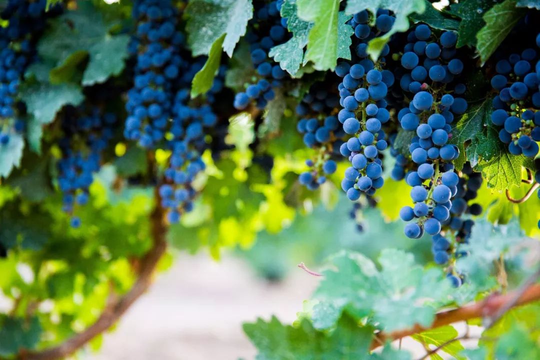 与两家进口葡萄酒大商合作，这家国产精品葡萄酒庄是如何做到的？
