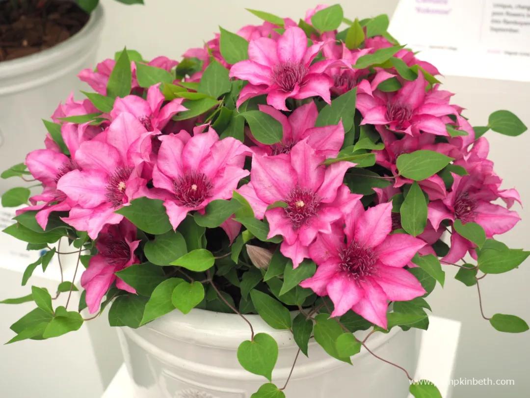 这43个来自世界各地的新品种，快来看看有没有你的菜