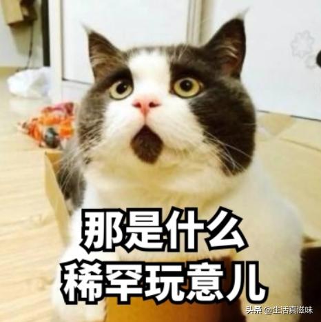 日本传统点心也太好看了吧！除了吃还能当装饰，网友：这操作真牛