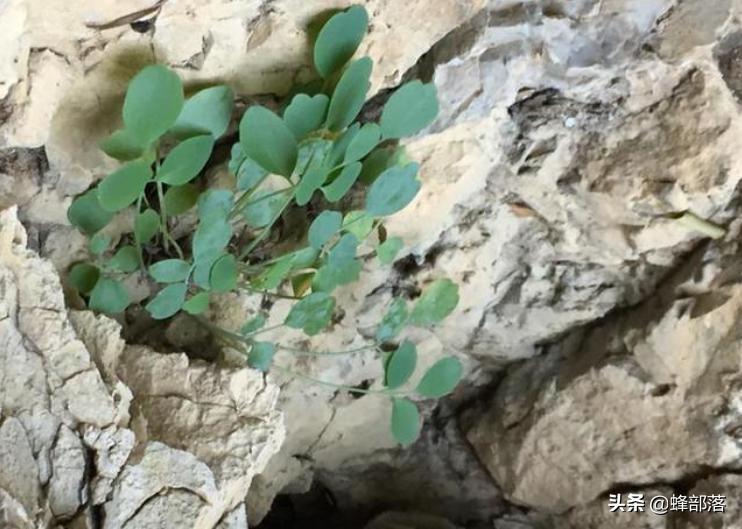 野生黄精价格,石生黄堇多少钱一斤