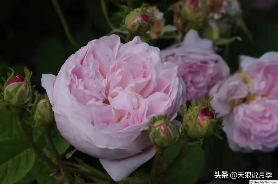 怦然心动的万人迷月季，原来从它而来（二）