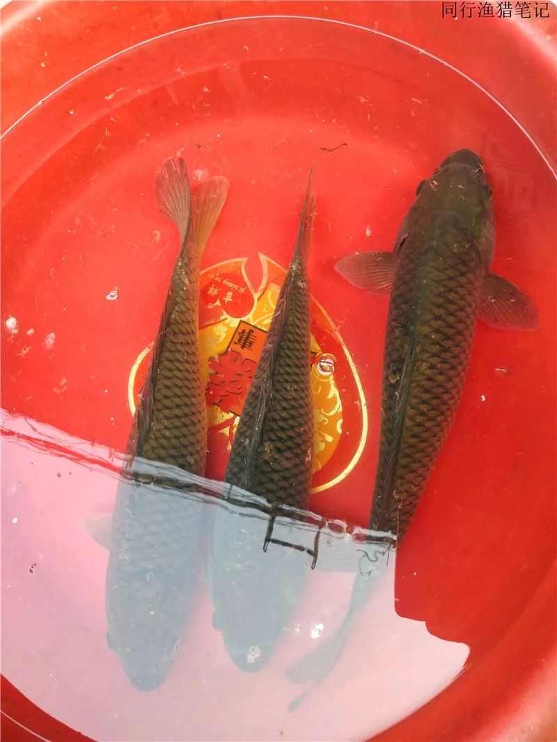 2019钓鱼日记,钓鱼笔记视频