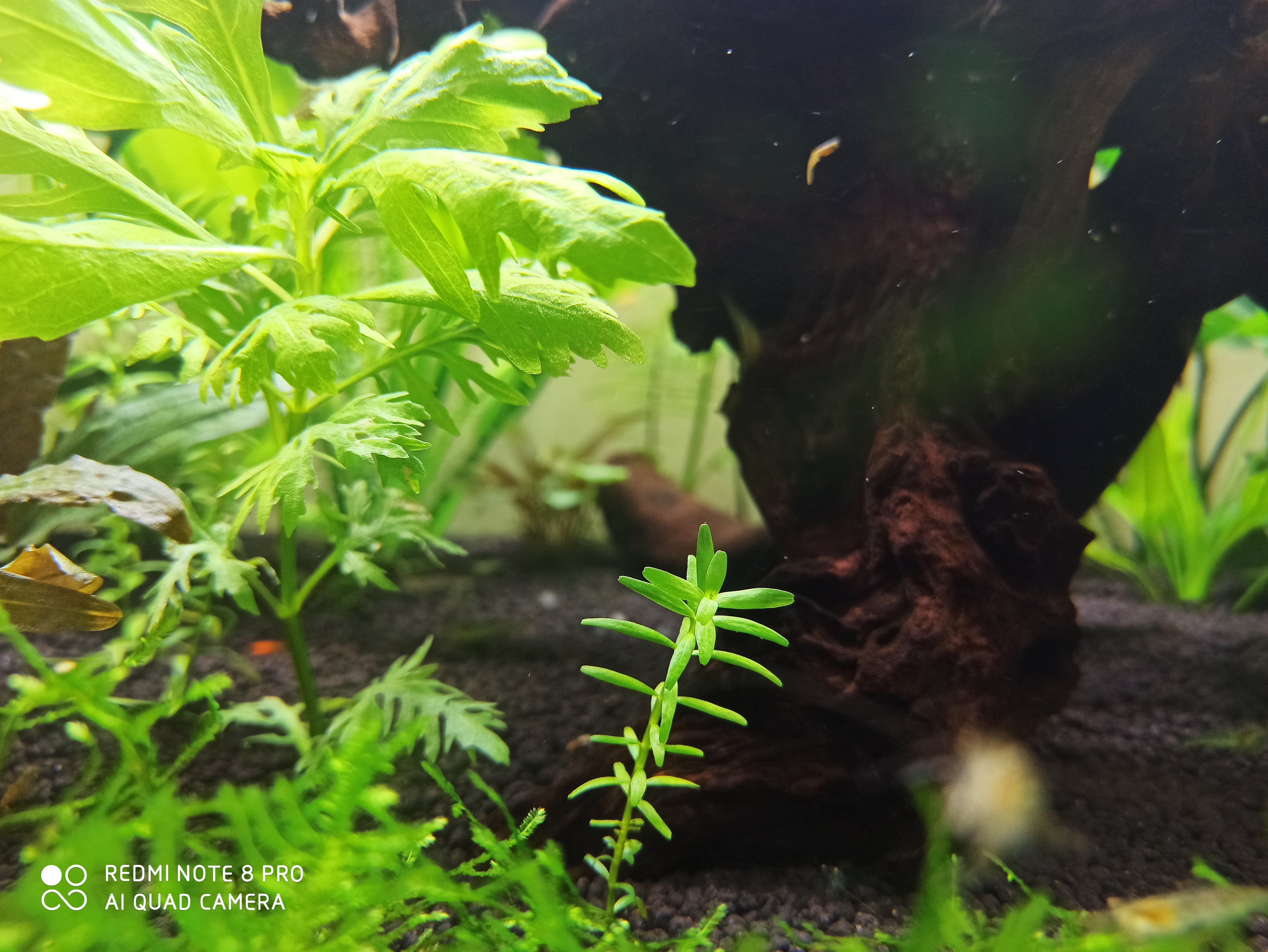 入坑草缸你准备好了吗,草缸入坑观赏鱼