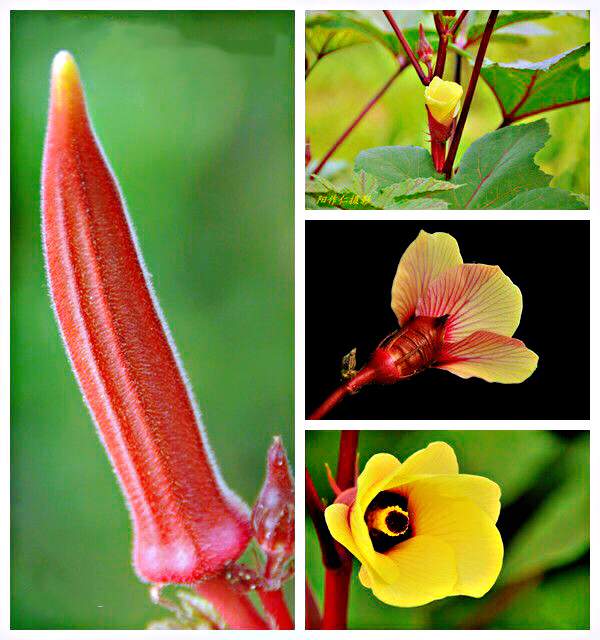秋葵花国画,秋葵花也如此的美丽