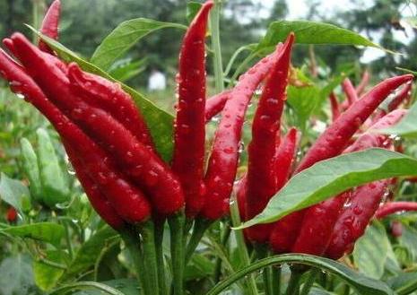 油瓶种辣椒,用废塑料油瓶种植辣椒方法