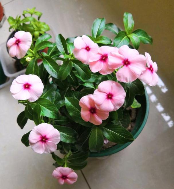 9月份长春花怎么养爆盆,长春花怎样才能让它开花爆盆