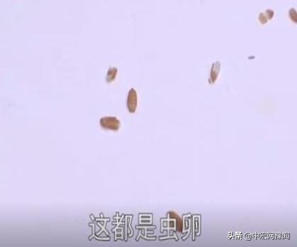 女子曝双汇火腿肠吃出多只活虫,周口女子买双汇火腿肠发霉