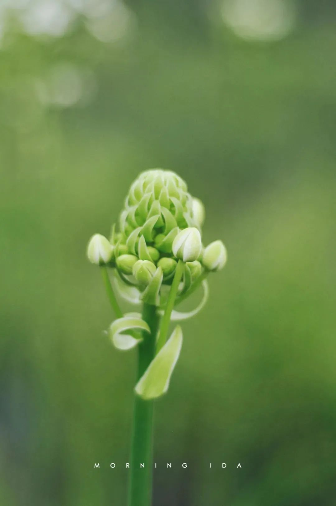 家里要有氛围感什么花比较好,家里高级的花