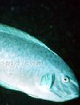 十大最好看的观赏鱼图片大全,十种最漂亮的观赏鱼图片