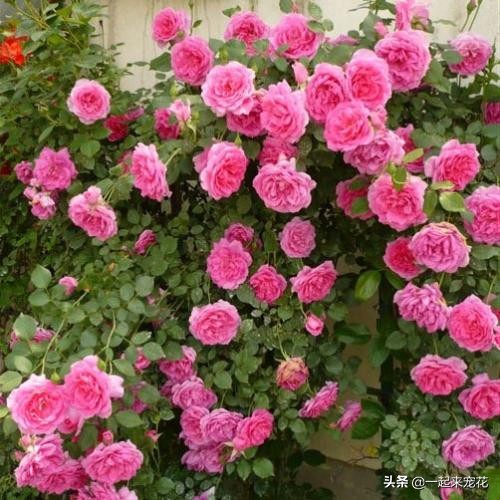 哪种藤适合阳台养一年四季开花,夏季爆花的藤本月季品种