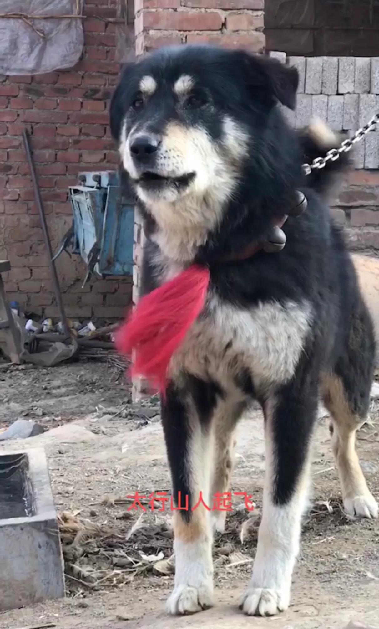 北方的四眼狗,童年的小四眼狗