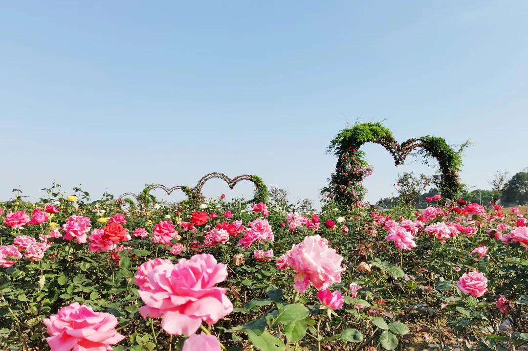 万亩花海游玩,湿地公园网红打卡地花海