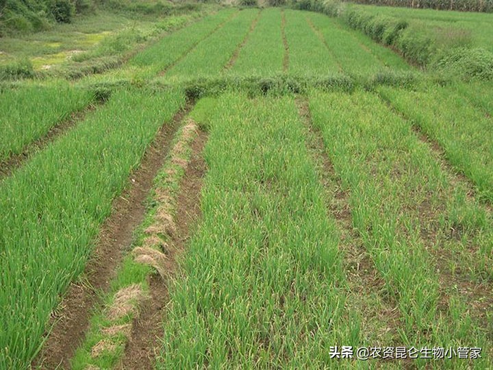 大葱烂叶病怎么治,大葱根腐病防治的最佳方法