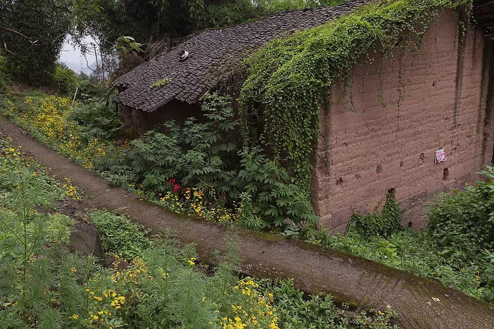 渝北枇杷正黄，冒冒失失穿越铁壁、胜保、斗碗三寨