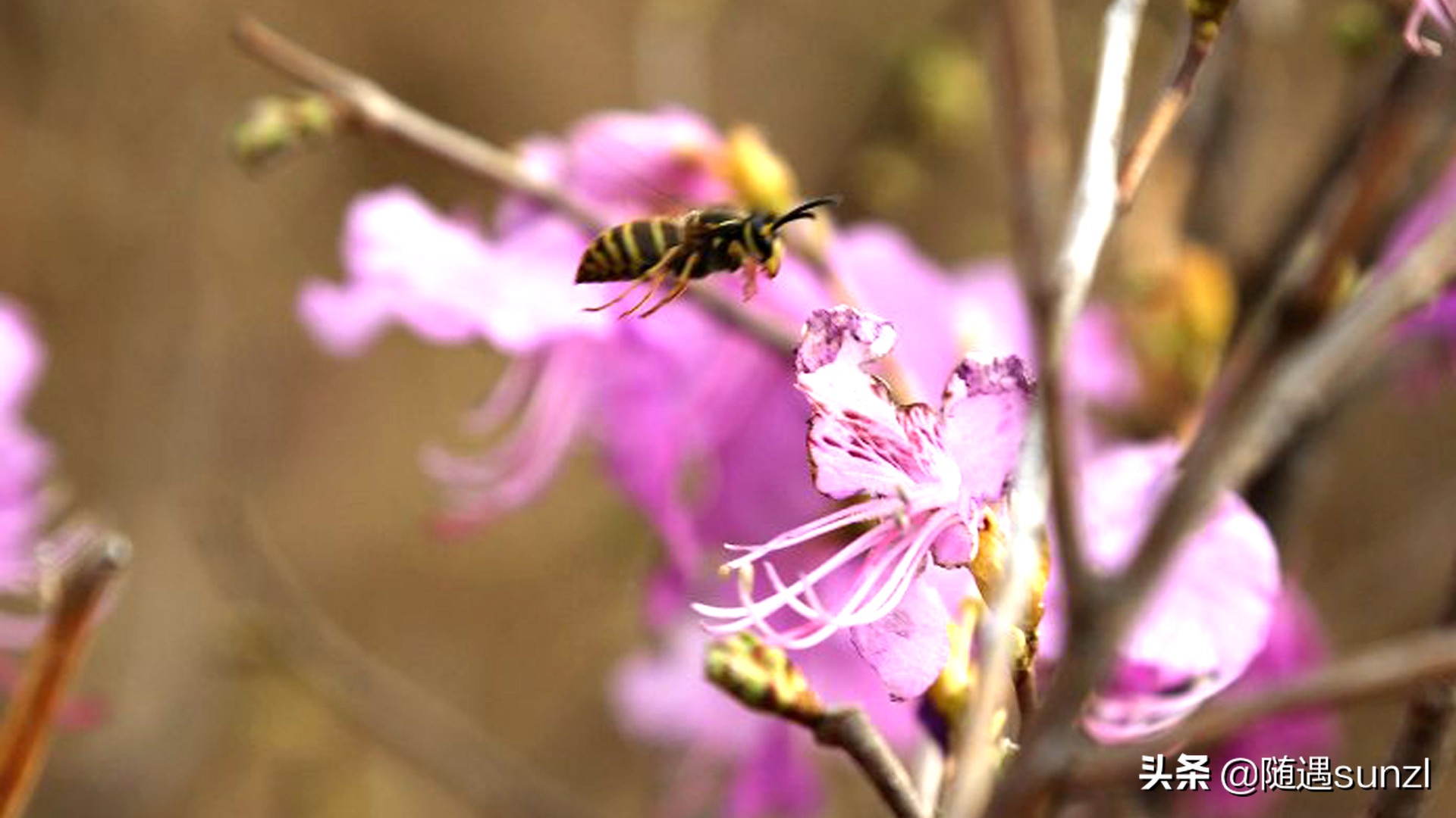 岫岩黄岭子映山红景区简介,岫岩开映山红在哪个地方