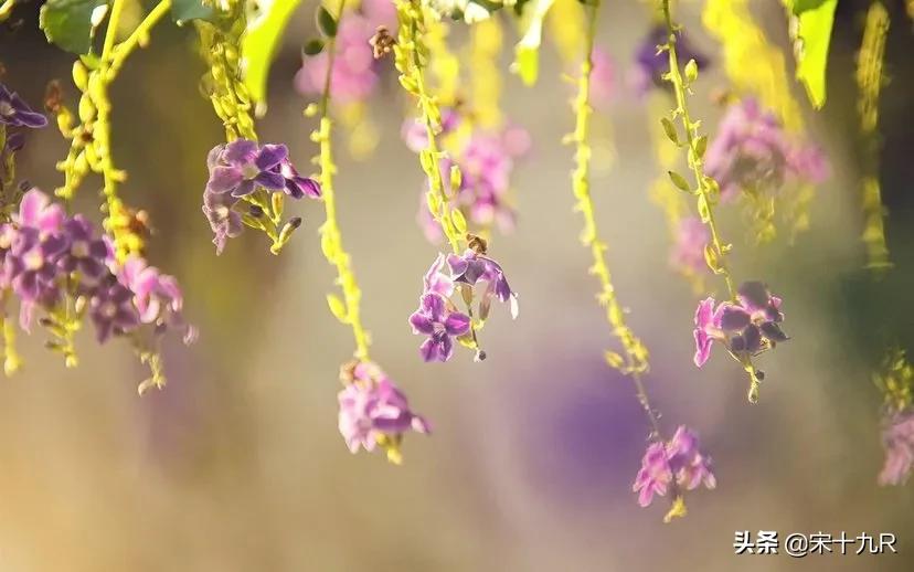 人间词话王国维原文人生三境,王国维人间词话三境