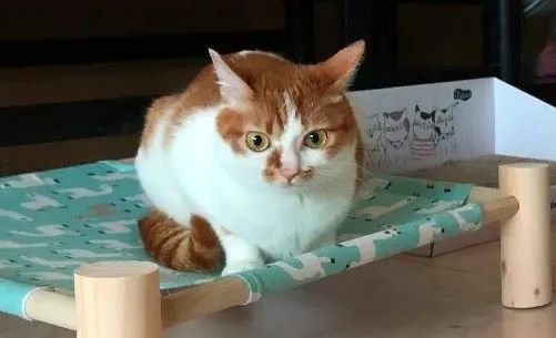 辟谣不能养猫,辟谣猫狗