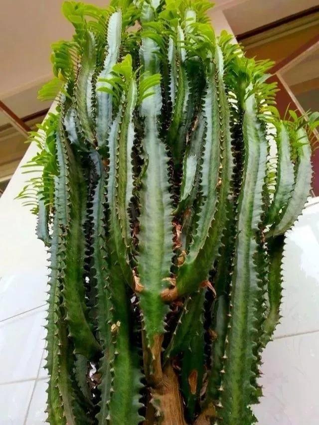 90岁的阿婆，养了株20年的龟背竹，冲上三层楼！霸气镇宅！