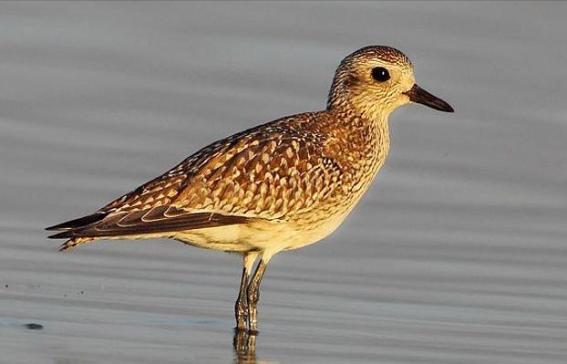 东江揽胜,惠州淡水常见鸟类图谱