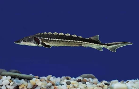 白鲟已经灭绝,中华鲟和长江鲟还好吗?