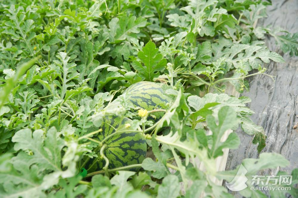 安徽8424西瓜产地批发多少钱一斤,今日西瓜价格最新行情8424