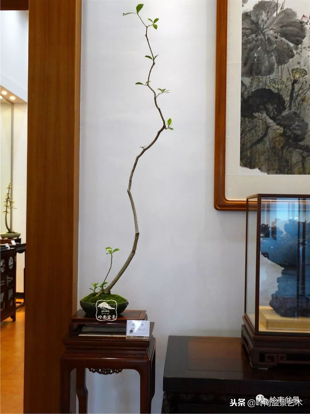 我国盆景艺术的发展现状,中国盆景发展现状论文