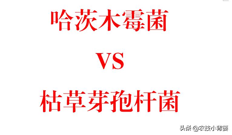 哈茨木霉菌跟枯草芽孢杆菌哪个好,哈茨木霉菌和枯草芽孢杆菌的作用