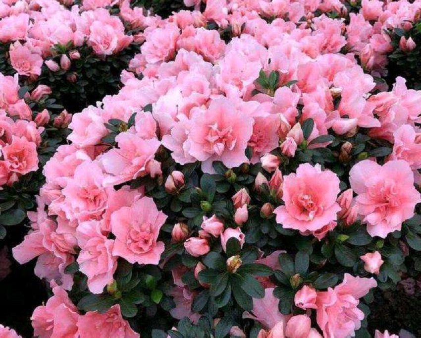 杜鹃花什么品种是四季开花的,杜鹃花色彩缤纷