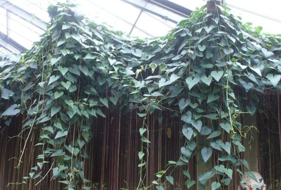 室内阳台适合养的爬墙的花,这6种花养在家里颜值高还好养活