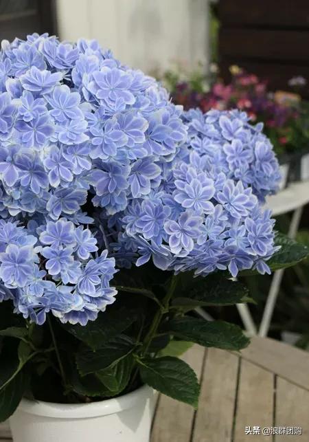 十种好看的绣球,最好看的绣球花视频